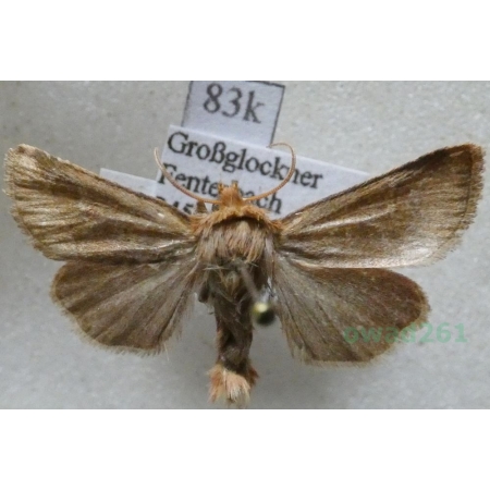 Eriopygodes imbecilla (Fabricius, 1794) Zmierzchówka słabka Austria83k